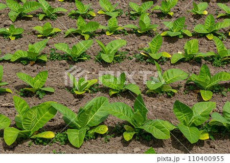 Agricultural tobacco field. Fresh natural young tobacco plants in tobacco field after rain, Germany. Green jung tobacco seedling, close up Agricultural tobacco field. Fresh natural young tobacco plants in tobacco field after rain, Germany. Green jung tobacco seedling, close up 110400955