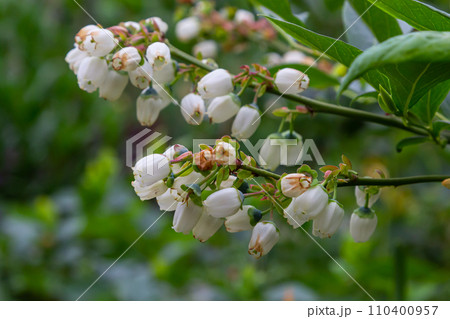 Blueberry branch Vaccinium corymbosum, which is in the stage of budding and flowering. There is a flowering branch of large blueberries. Pink blueberry buds are on a green background. selective focus 110400957