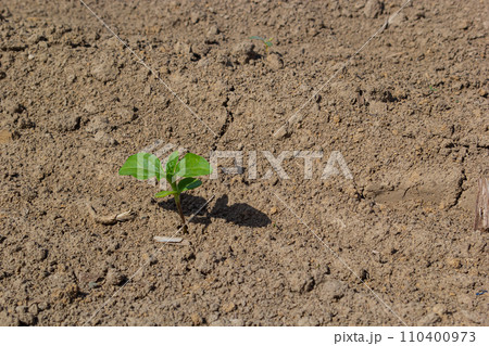 Spring soybean seedlings on a farm field 110400973