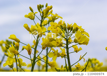 Blooming canola field and blu sky with stormy clouds 110400974