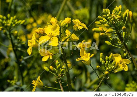 The rapeseed field blooms with bright yellow flowers on blue sky in Ukraine. Closeup 110400975
