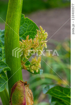 Rhubarb plant bloom closeup, Rheum australe, Indian rhubarb flower bud Rhubarb plant bloom closeup, Rheum australe, Indian rhubarb flower bud 110400977