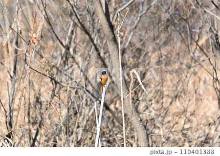 枝にとまるジョウビタキ 雄 枝にとまるジョウビタキ 雄 110401388