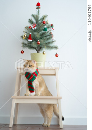 winter holiday and cat concept with british cat wear silk scarf and play with pine and christmas tree decorate background 110401796