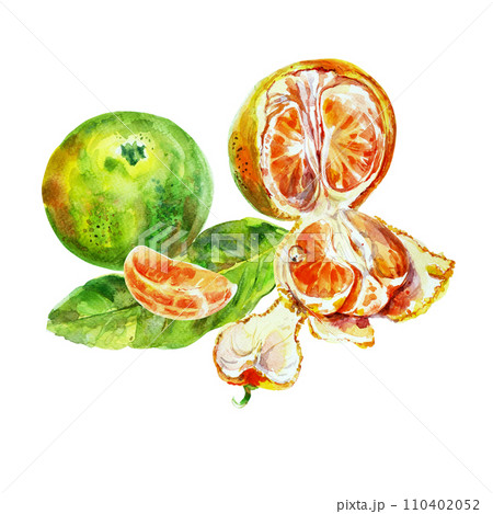Paint of orange fruit with leaves. Watercolor hand-drawn elements. Isolated on white background. Delicious fruit clip-art illustration. Used on labels, napkins, towels, tableware, package Paint of orange fruit with leaves. Watercolor hand-drawn elements. Isolated on white background. Delicious fruit clip-art illustration. Used on labels, napkins, towels, tableware, package 110402052