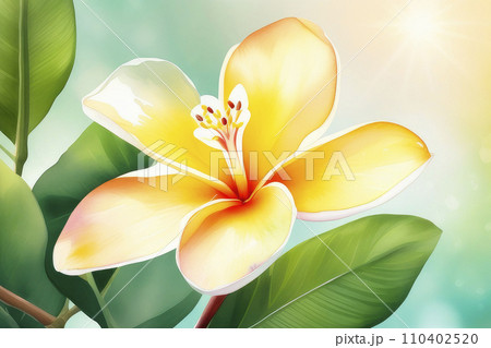 Closeup of blooming frangipani flowers in the summer sun rays in spring. Closeup of blooming frangipani flowers in the summer sun rays in spring. 110402520