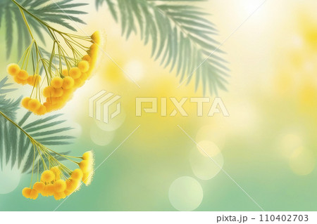 Spring mimosa flowers on blurred background, spring season concept. 110402703