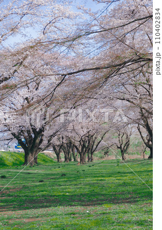 春の桜と緑の絨毯 110402834