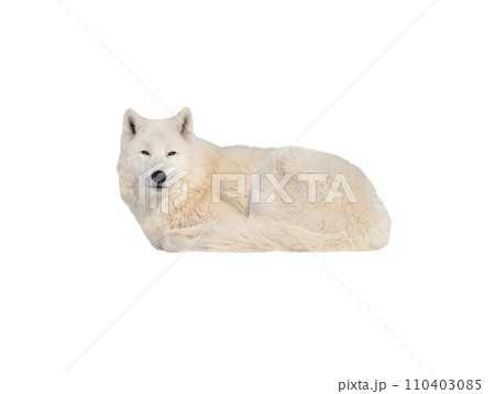Polar white wolf isolated on white background 110403085