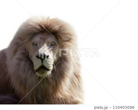 lion portrait isolated on white background lion portrait isolated on white background 110403086