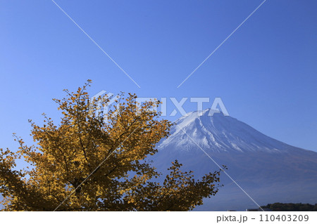 紅葉したイチョウと冠雪の山 紅葉したイチョウと冠雪の山 110403209