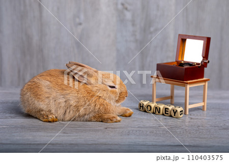Cute adorable one brown rabbit sitting on grey wooden background listening music 110403575
