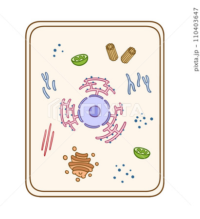 細胞の構造 110403647