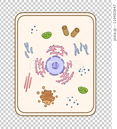 細胞の構造 110403647