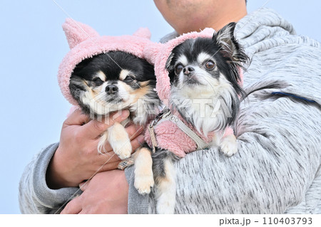 お揃いのかわいい帽子をかぶった仲良しチワワ お揃いのかわいい帽子をかぶった仲良しチワワ 110403793