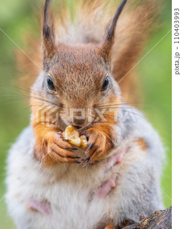 The squirrel with nut sits on a branches in the spring or summer. 110403993