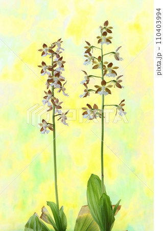 地エビネ　海老根蘭　ランの花　地味　茶色　明るい黄色背景 110403994