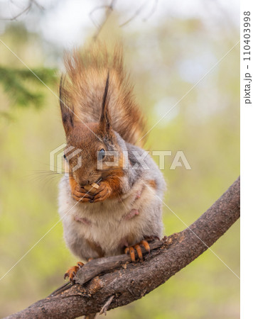 The squirrel with nut sits on a branches in the spring or summer. The squirrel with nut sits on a branches in the spring or summer. 110403998