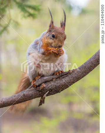 The squirrel with nut sits on a branches in the spring or summer. 110404000