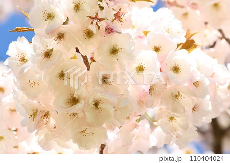 ミクルマガエシ　御車返し　桜の花　クローズアップ 110404024