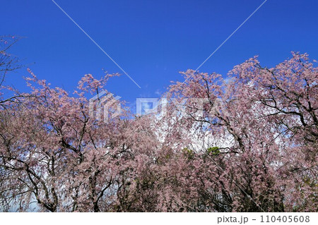 春の訪れを感じる青空と満開の枝垂桜 春の訪れを感じる青空と満開の枝垂桜 110405608