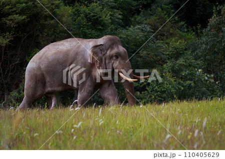 wild elephant walking through open field at khao yai national park thailand wild elephant walking through open field at khao yai national park thailand 110405629