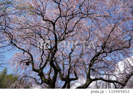 春の訪れを感じる青空と満開の枝垂桜 春の訪れを感じる青空と満開の枝垂桜 110405652