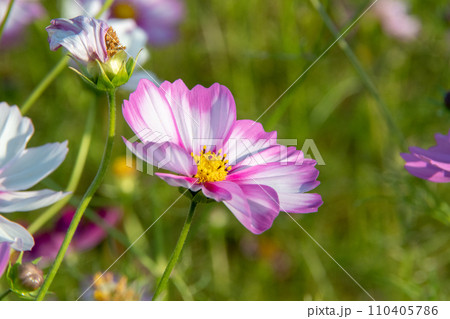 奈良県橿原市　藤原宮跡（ふじわらきゅうせき）300万本のコスモス 110405786