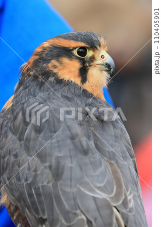 オナガハヤブサの顔　 110405901