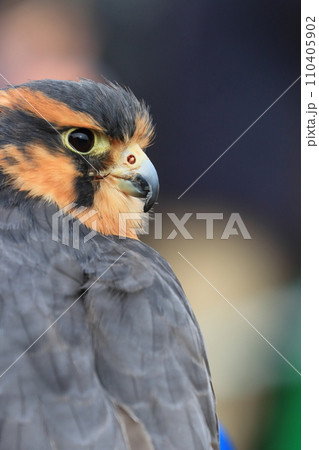 オナガハヤブサの顔　 110405902