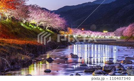 河津町の夜景　河津川沿いのライトアップされた美しい河津桜【静岡県】 110407340