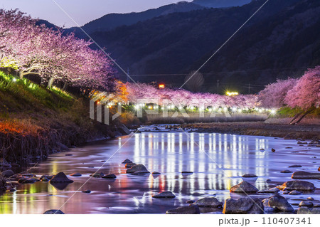 春の河津町の夜景　河津川沿いのライトアップされた美しい河津桜【静岡県】 110407341