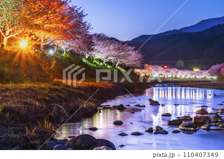 河津町の夜景 河津川沿いのライトアップされた美しい河津桜【静岡県】 河津町の夜景 河津川沿いのライトアップされた美しい河津桜【静岡県】 110407349