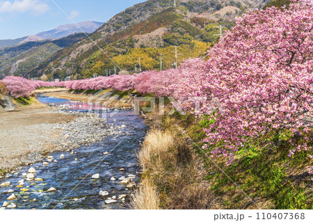 河津町の春景色　河津川沿いに咲く満開の河津桜並木【静岡県】 110407368