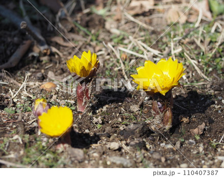 早春の花 福寿草 早春の花 福寿草 110407387