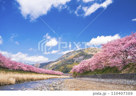 青空広がる河津町　河津川沿いに咲く満開の河津桜並木【静岡県】 110407389