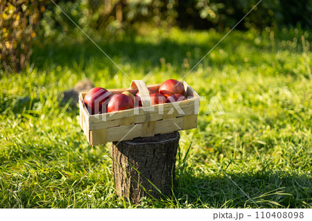 Red Apples in basket on green grass. Apple harvest and picking apples on farm in autumn. Nature Background. Healthy organic food banner Red Apples in basket on green grass. Apple harvest and picking apples on farm in autumn. Nature Background. Healthy organic food banner 110408098