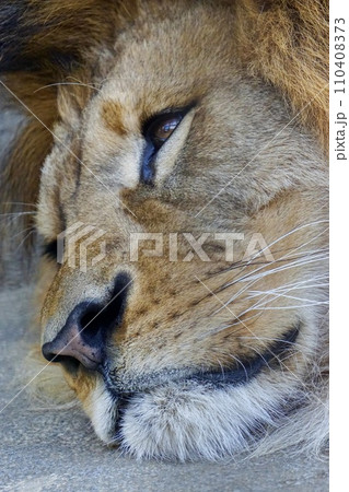 ライオンの表情 110408373