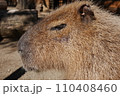薄目で睨むカピバラ 110408460