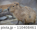 カピバラ 110408461