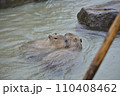 ゆったりと温泉に浸かるカピバラ 110408462