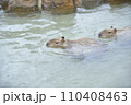 ゆったりと温泉を泳ぐカピバラ 110408463