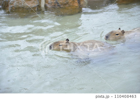ゆったりと温泉を泳ぐカピバラ ゆったりと温泉を泳ぐカピバラ 110408463