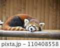 のんびりくつろぐレッサーパンダ 110408558