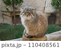 マヌルネコ 110408561