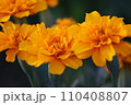 連なる花たち 110408807