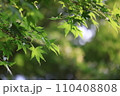 夏の風景 110408808