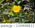 雑草の中に咲く一輪の花 110408811