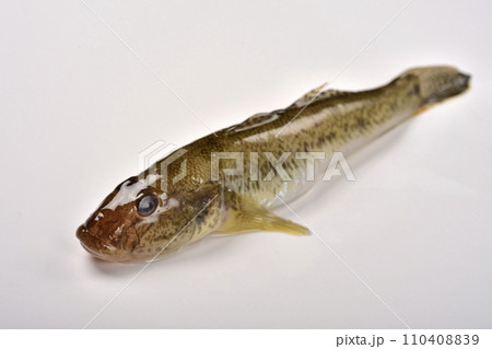 マハゼ マハゼ 110408839