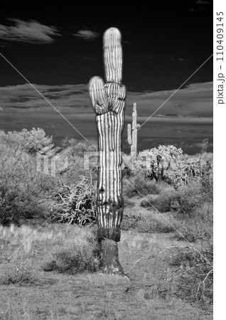 Infrared Saguaro Cactus Sonora desert Arizona Infrared Saguaro Cactus Sonora desert Arizona 110409145